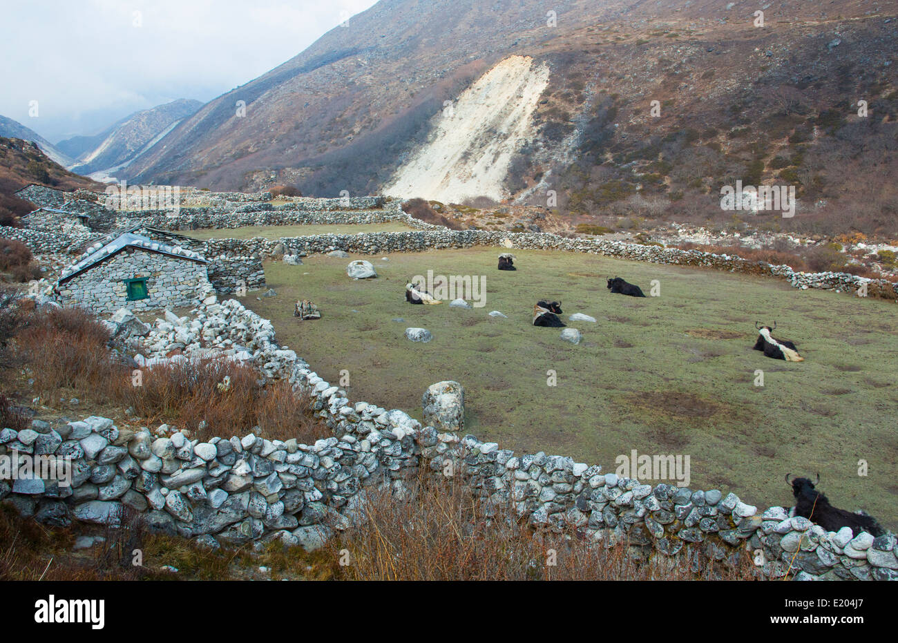 Le Népal. Les yacks se reposant dans un champ d'herbe, près du village de Orsho, Solukhumbu, éloignées, le Mt Everest, Himalaya Banque D'Images