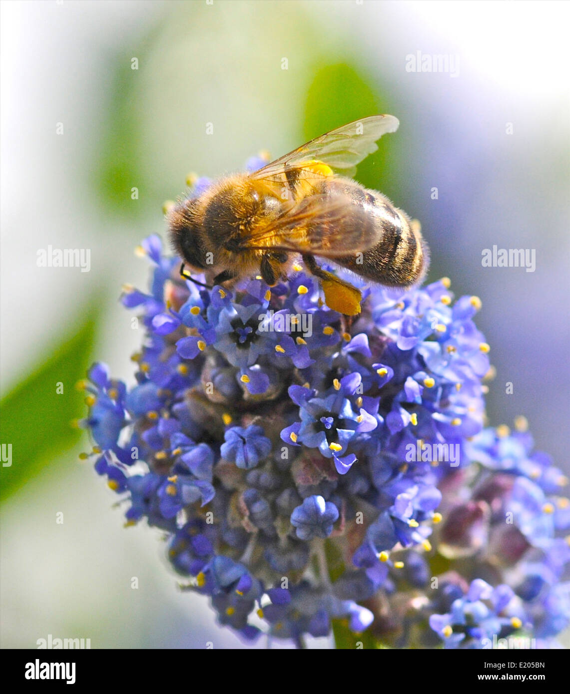Apis mellifera ou Western/ European honey bee gathering pollen et nectar dans le soleil du matin Banque D'Images