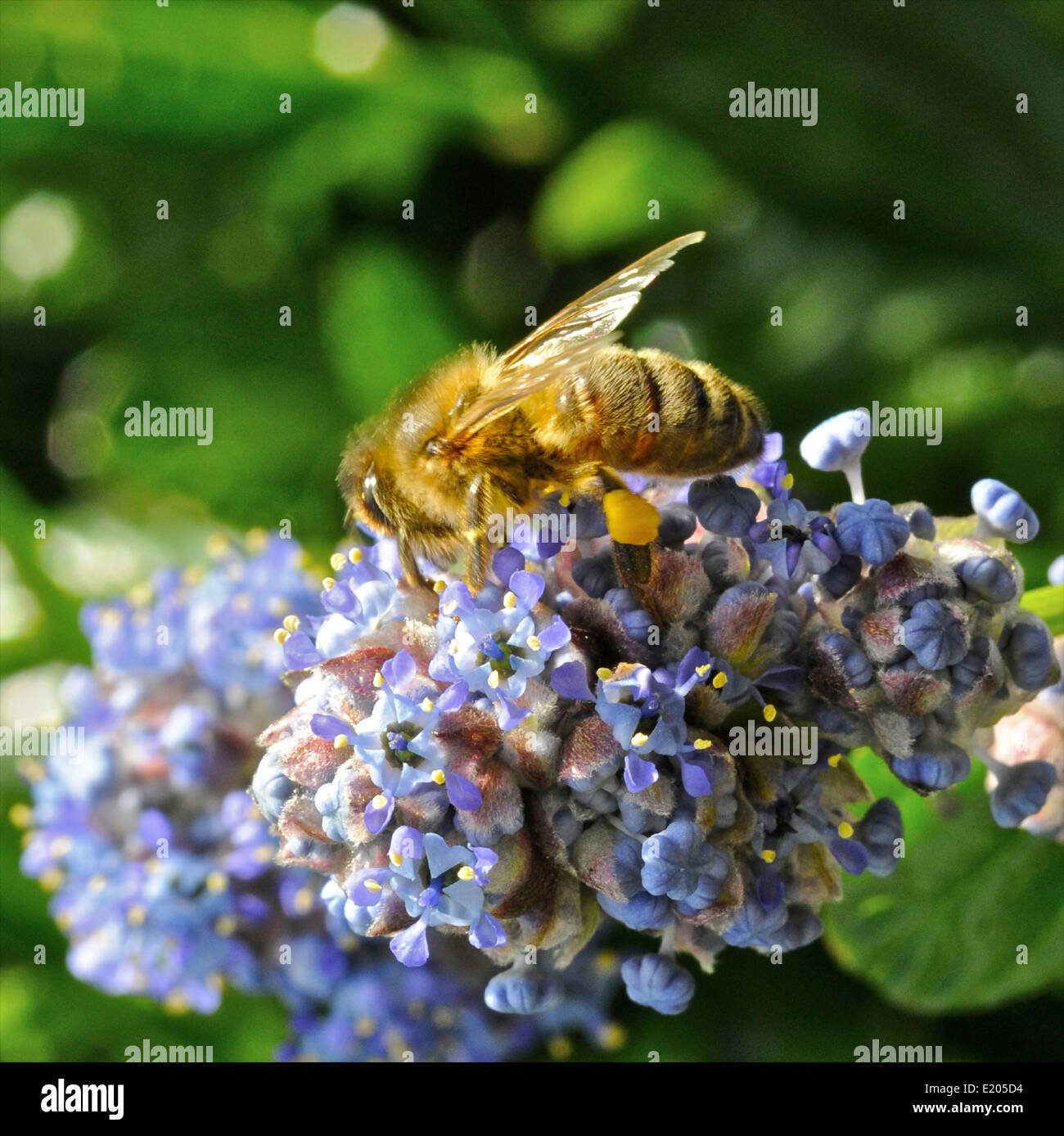 Apis mellifera ou Western/ European honey bee gathering pollen et nectar dans le soleil du matin Banque D'Images