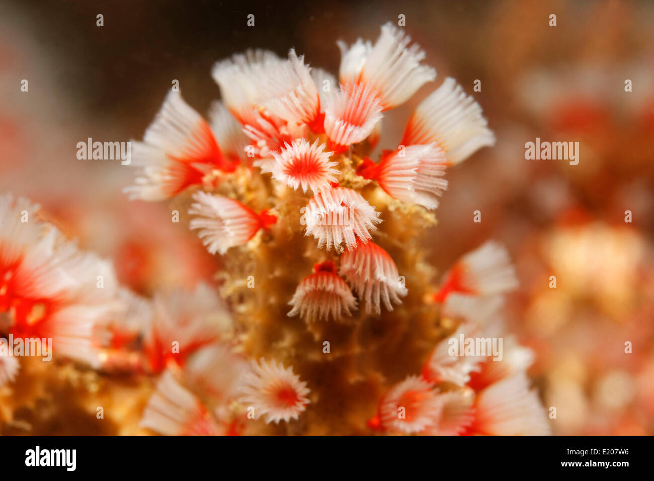 Plumeau Filogranella elatensis (ver), Sabang Beach, Puerto Galera, Mindoro, Philippines Banque D'Images