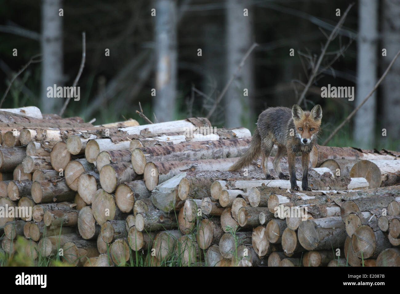 Le renard roux (Vulpes vulpes), humide de la rosée du matin, sur un tas de bois à l'orée d'une forêt, Allgäu, Bavière, Allemagne Banque D'Images