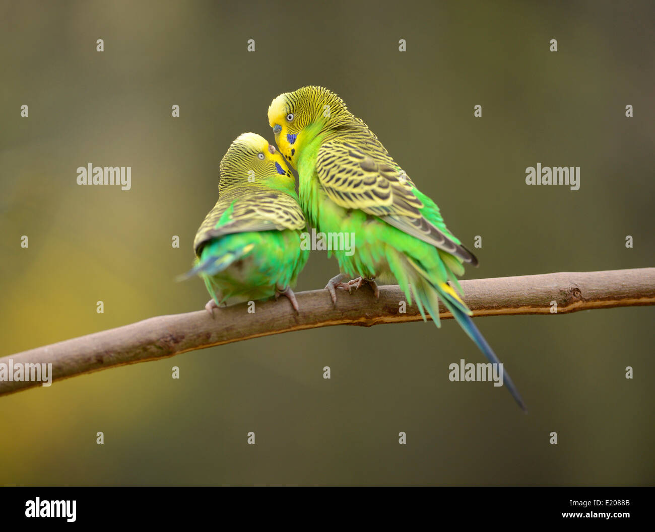 La Perruche ondulée (Melopsittacus undulatus), femme, homme, droit et gauche, captive, Saxe-Anhalt, Allemagne Banque D'Images