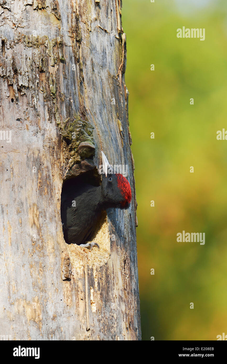 Pic noir (Dryocopus martius), les jeunes à la recherche d'oiseaux hors du nid trou, parc national de Biebrza, Pologne Banque D'Images