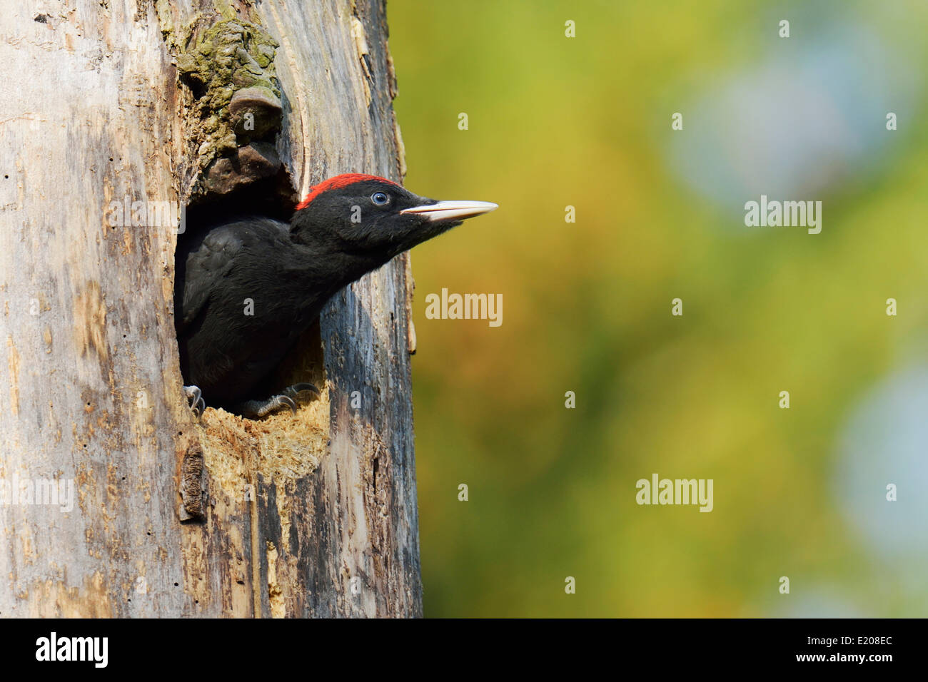 Pic noir (Dryocopus martius), les jeunes à la recherche d'oiseaux hors du nid trou, parc national de Biebrza, Pologne Banque D'Images