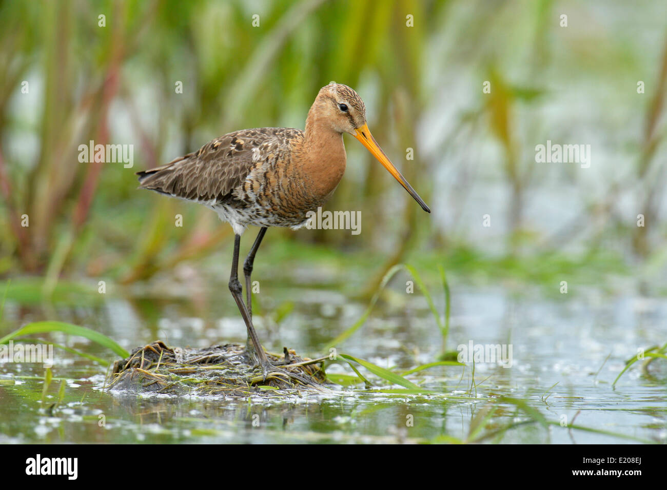 Barge à queue noire (Limosa limosa), Parc national de Biebrza, Pologne Banque D'Images