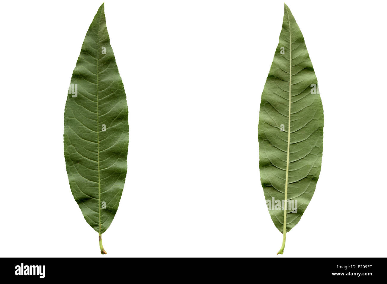Feuille de pêcher Photo Stock Alamy — free download