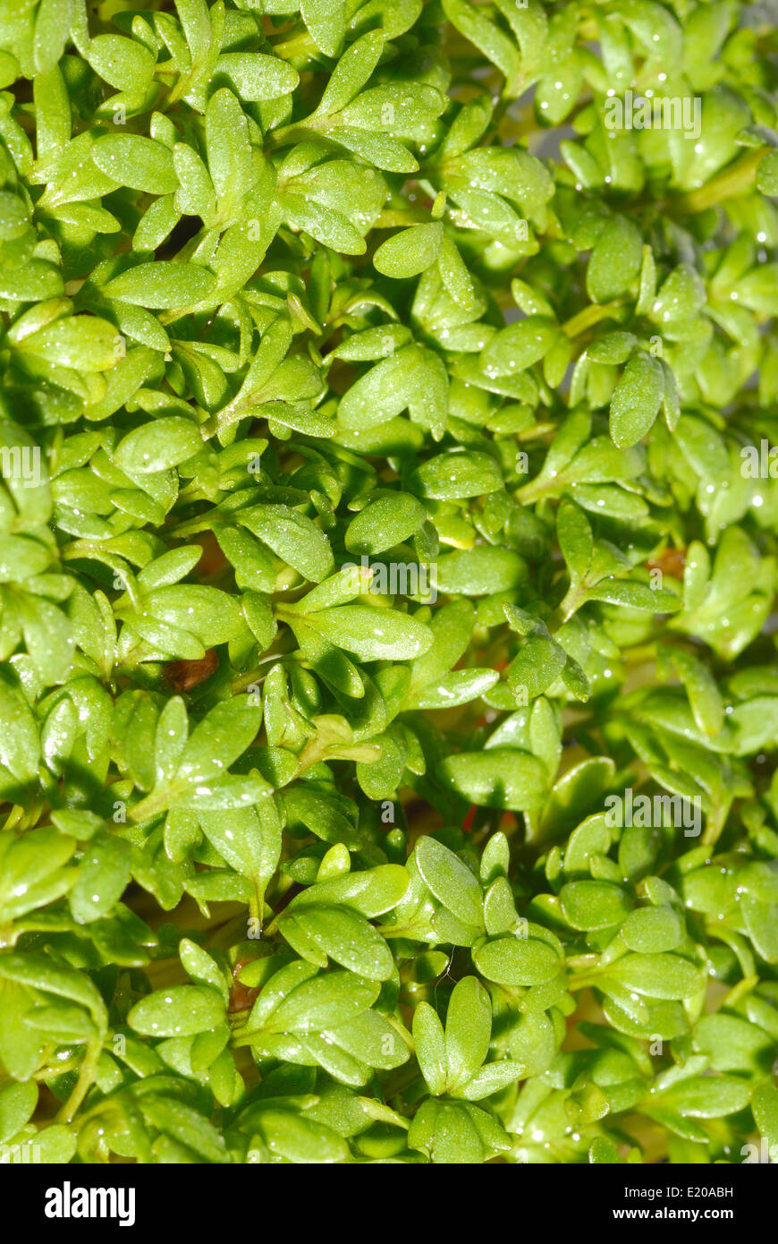 Herbes culinaires Banque D'Images