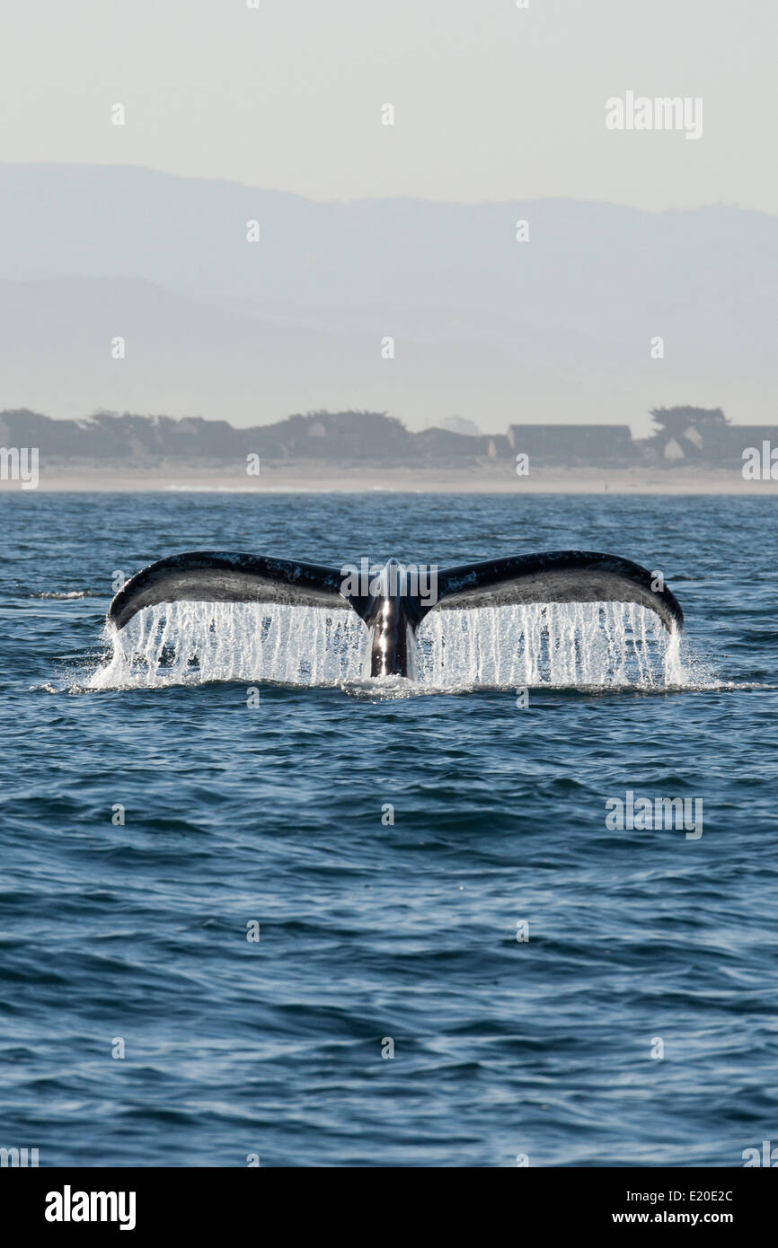 Baleine à bosse (Megaptera novaeangliae) fluking. Monterey, Californie, l'océan Pacifique. Banque D'Images