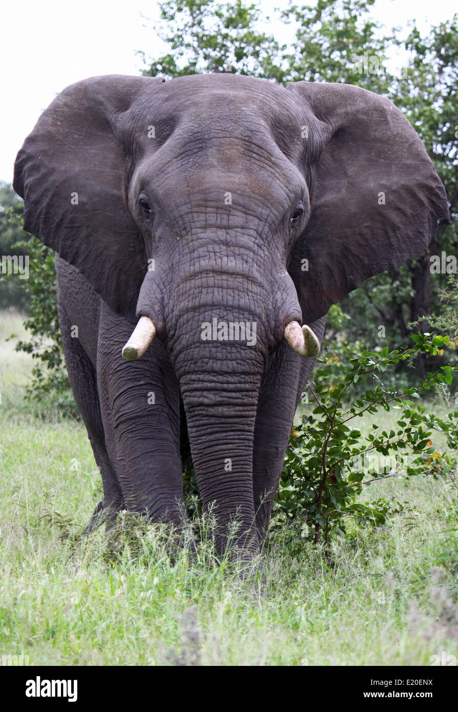 Vieux éléphant africain, afrique du sud Banque D'Images