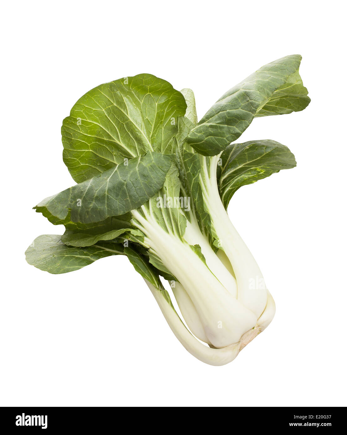 Choux chinois Bok choy isolated Banque D'Images
