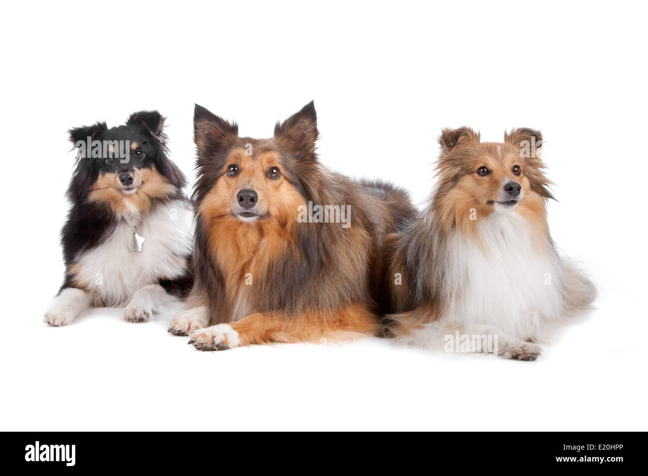 Shetland Sheepdogs(Shelty) Banque D'Images