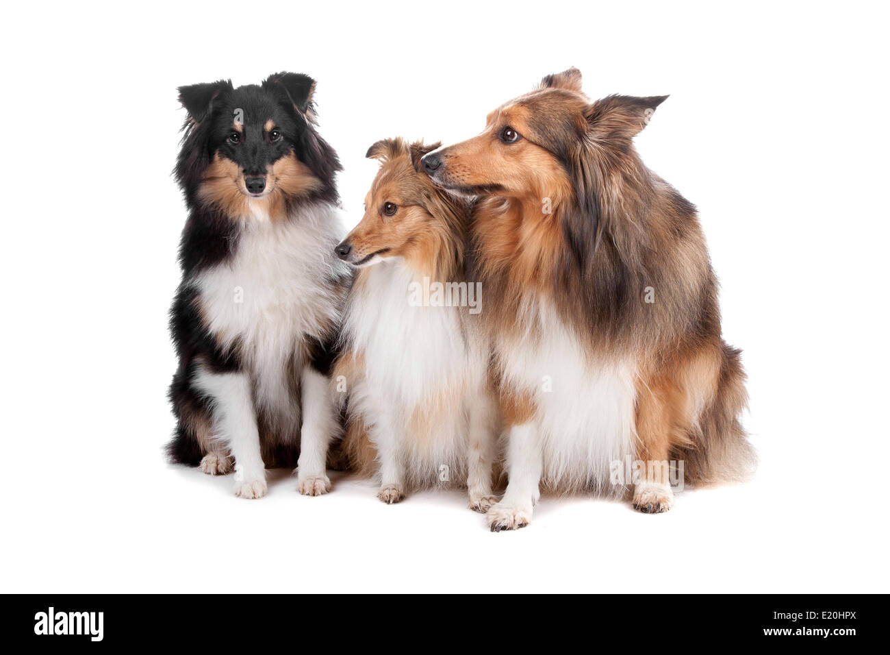 Shetland Sheepdogs(Shelty) Banque D'Images