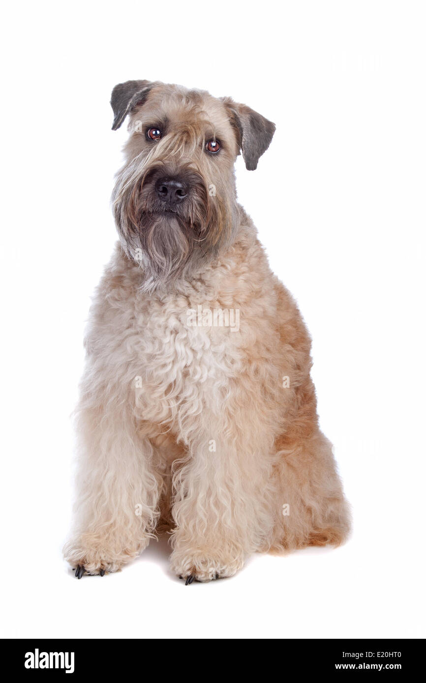 Wheaten Terrier dog Banque D'Images