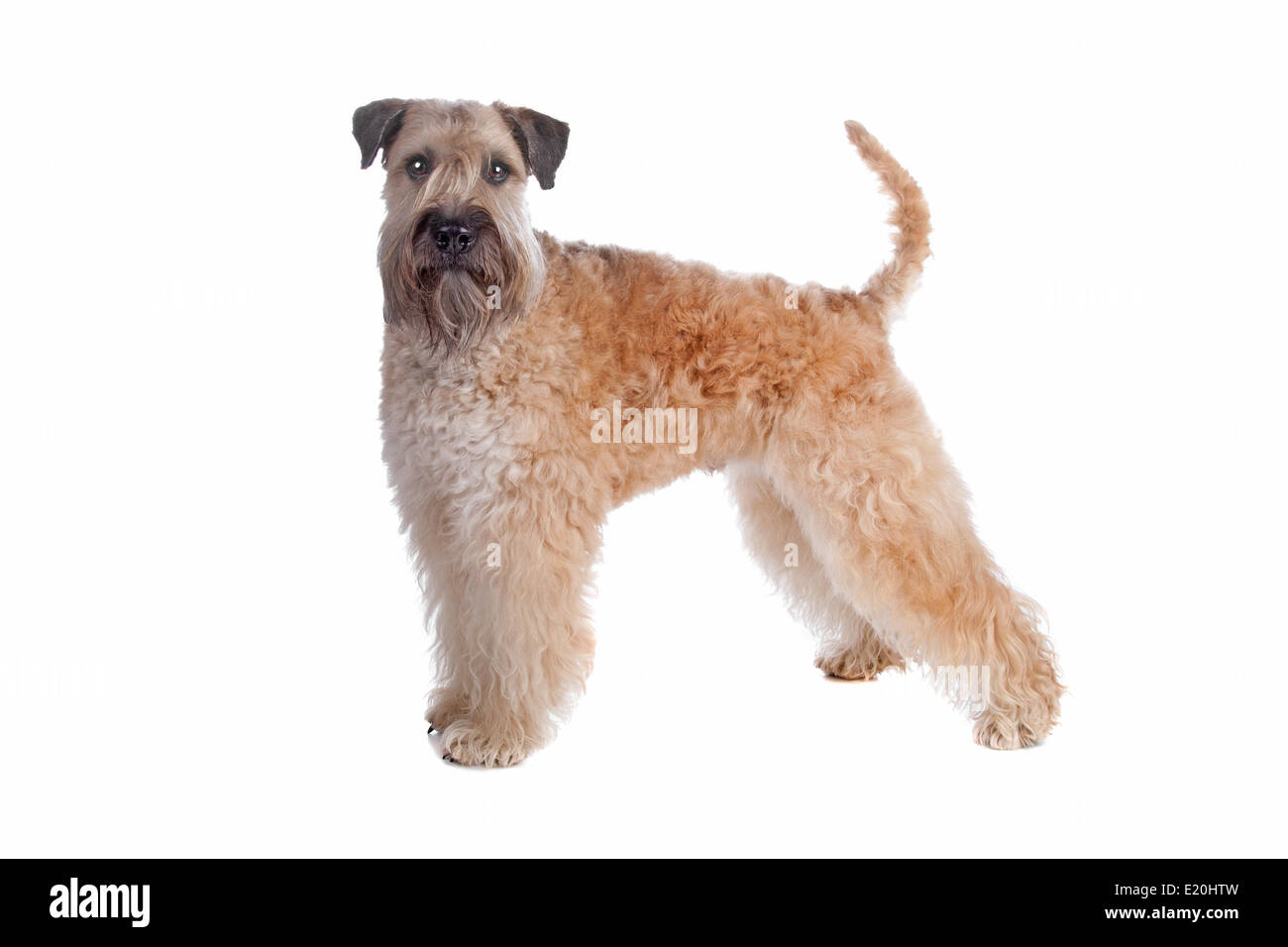 Wheaten Terrier dog Banque D'Images