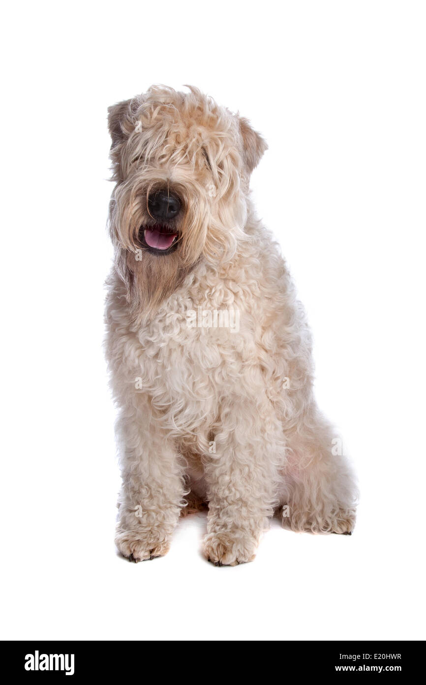 Wheaten Terrier dog Banque D'Images