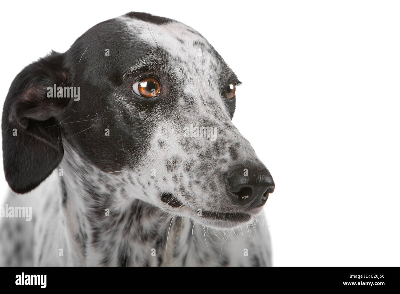 Greyhound Chien Blanc Avec Des Taches Noires Banque Dimages