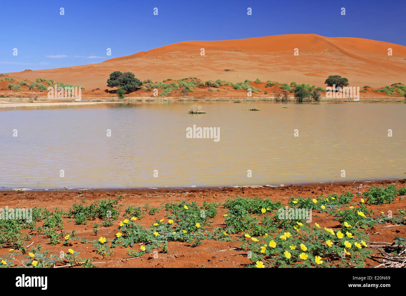 L'eau et fleurs à Sossusvlei, Namib-Desert Banque D'Images