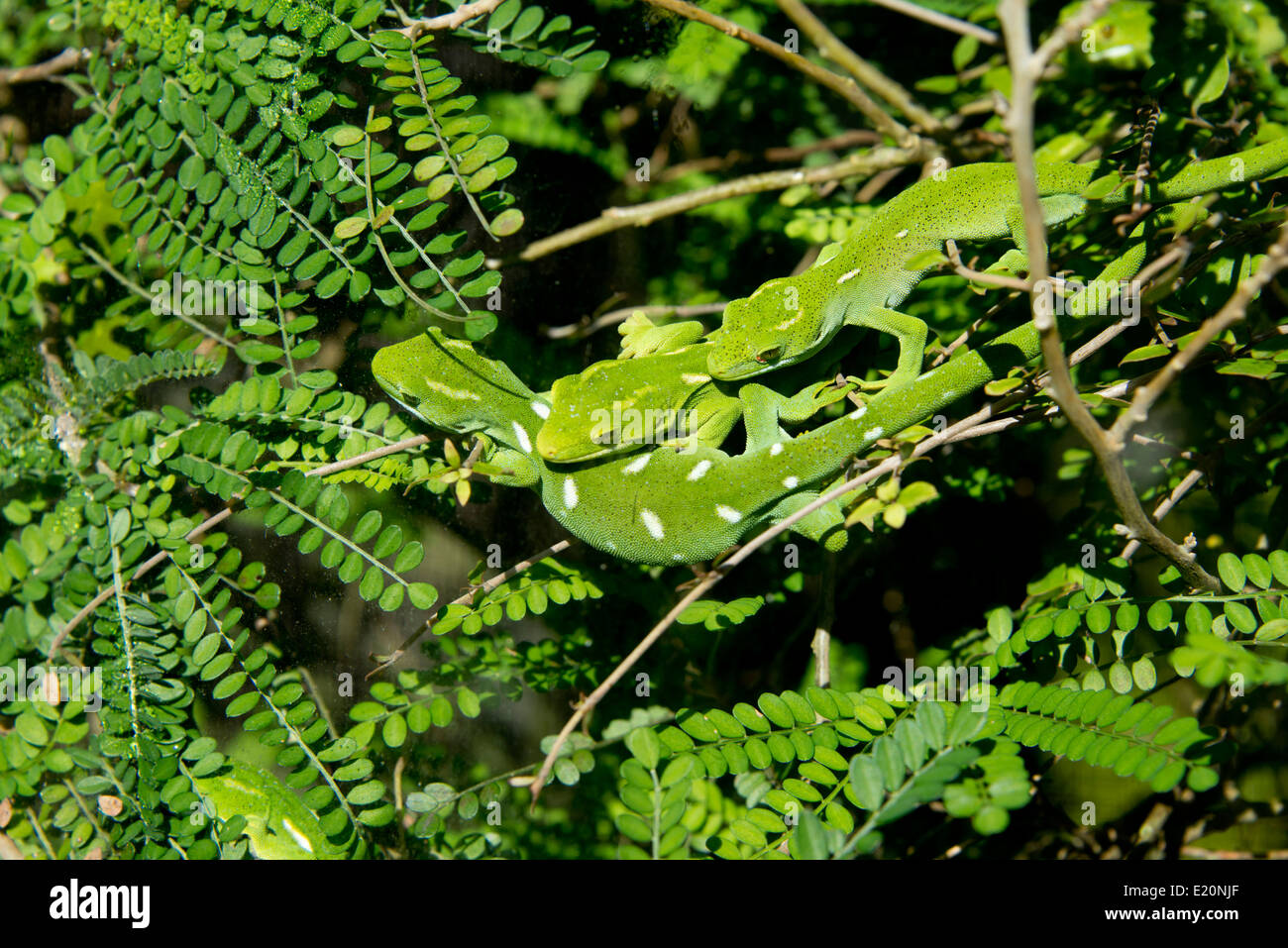 Nouvelle Zélande, île du Nord, Wellington, Zealandia. Wellington Green Gecko aka Moko kakariki. Banque D'Images