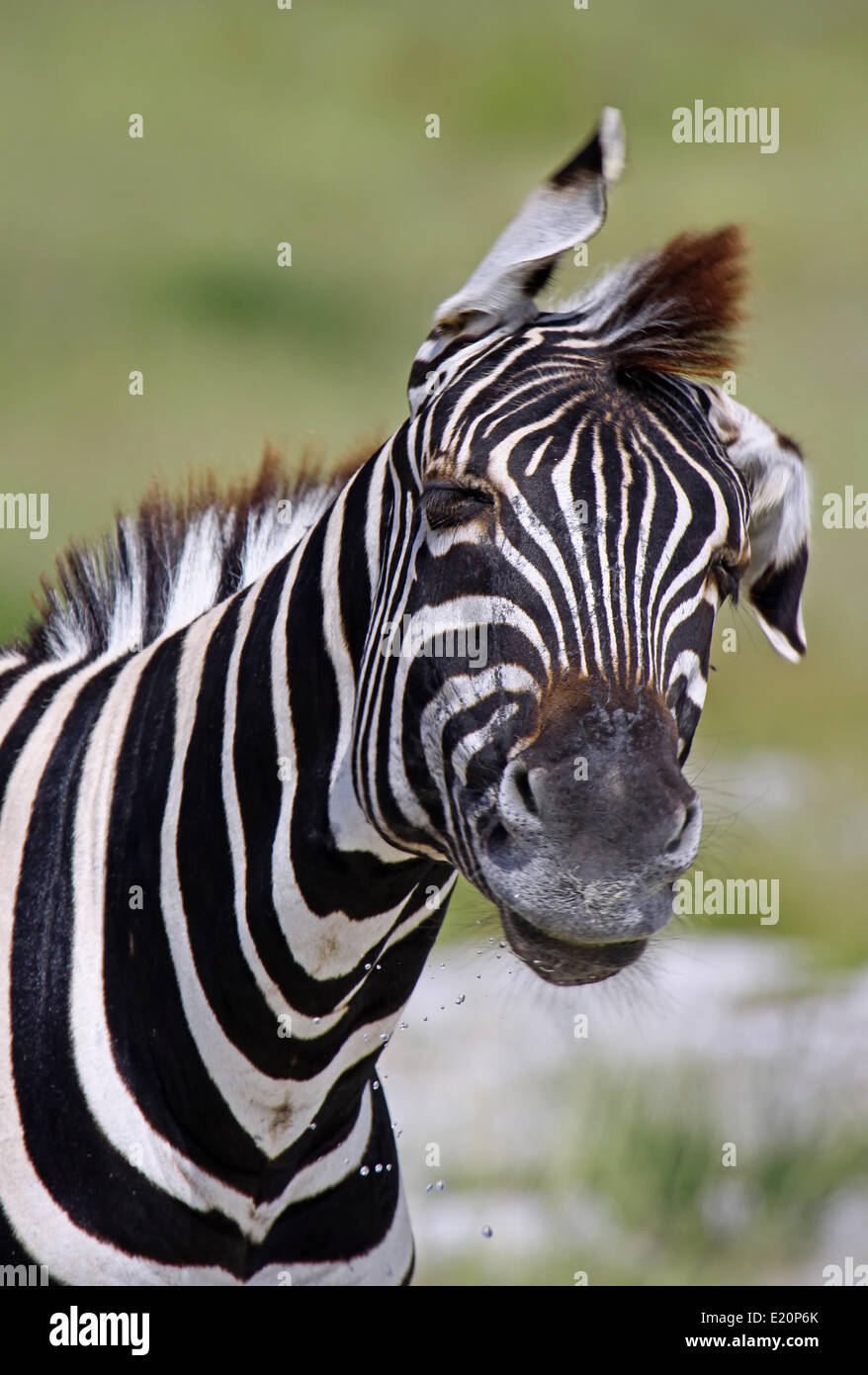 Zèbre des plaines d'Etosha, Namibie, Banque D'Images