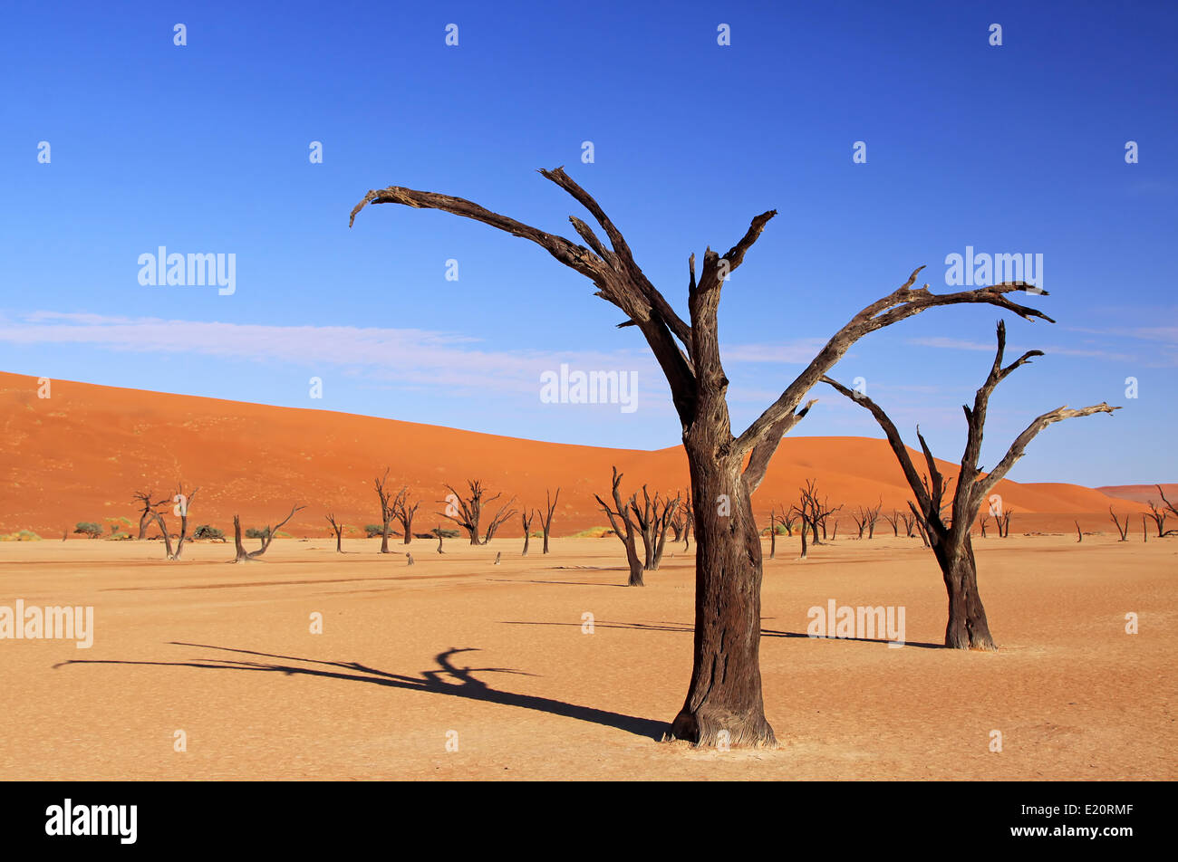 Dead Vlei, Namib-Desert, Namibie Banque D'Images