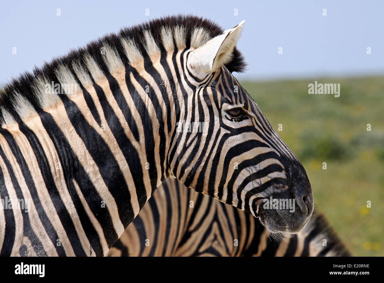 Zèbre des plaines d'Etosha, Namibie, Banque D'Images