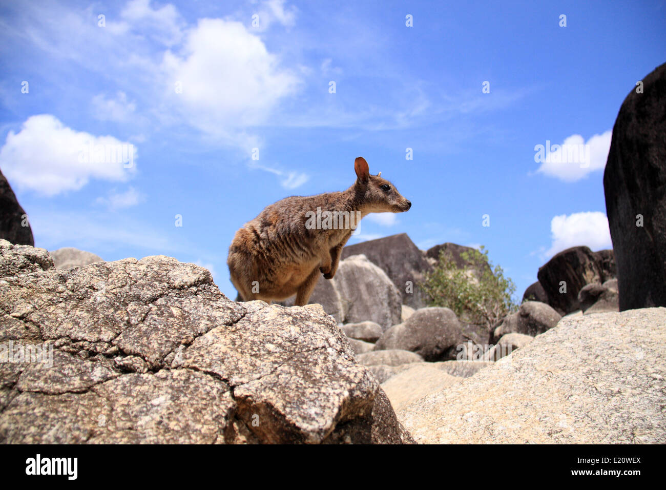 Mareeba Rock Wallaby (Petrogale mareeba) à Cairns, Australie Banque D'Images