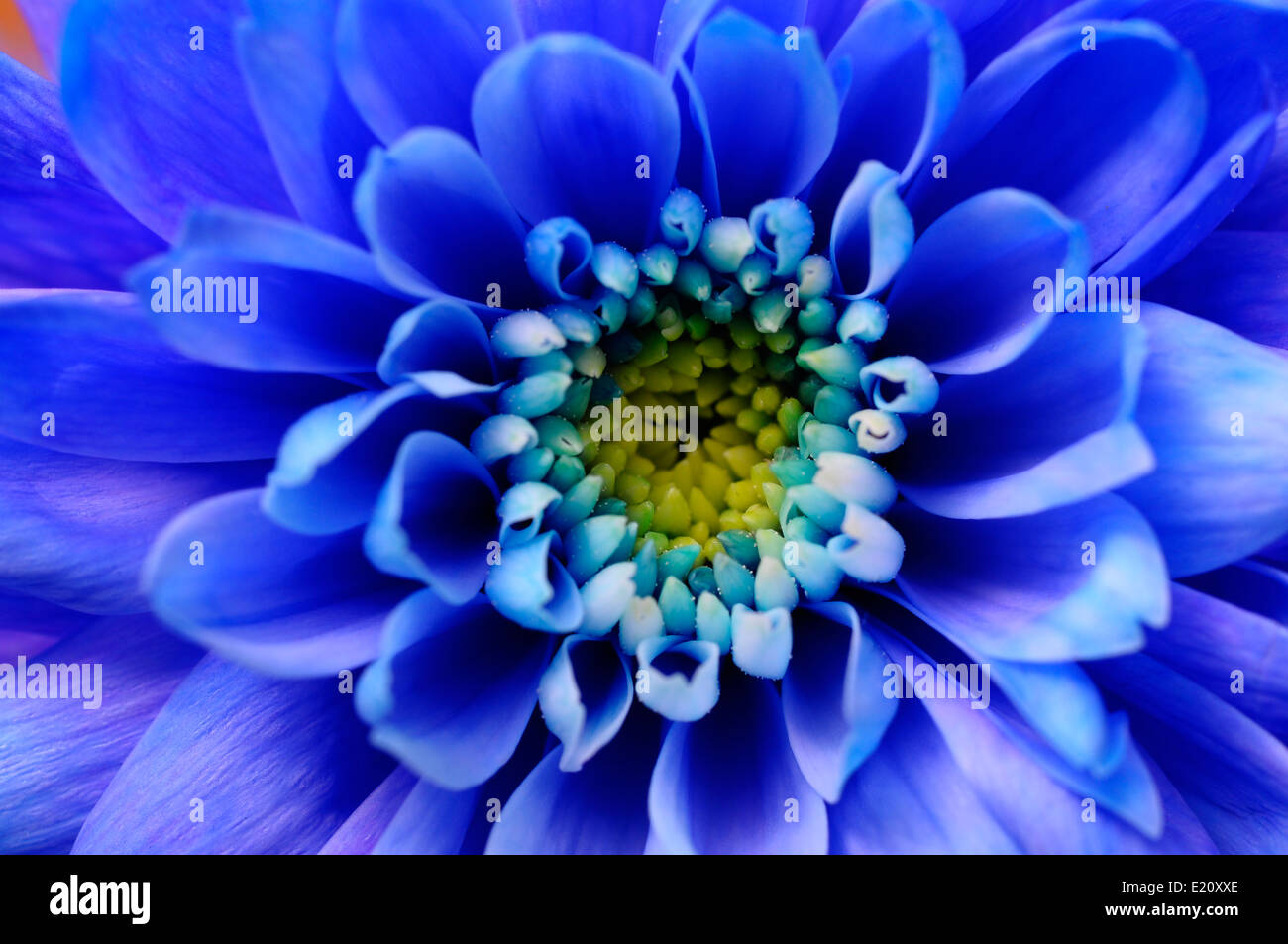 Close up of blue aster fleur pour background Banque D'Images