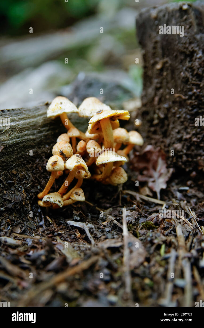 Petit bouquet de champignons Hymenogastraceae poussant contre du bois pourri sur le sol forestier. Banque D'Images