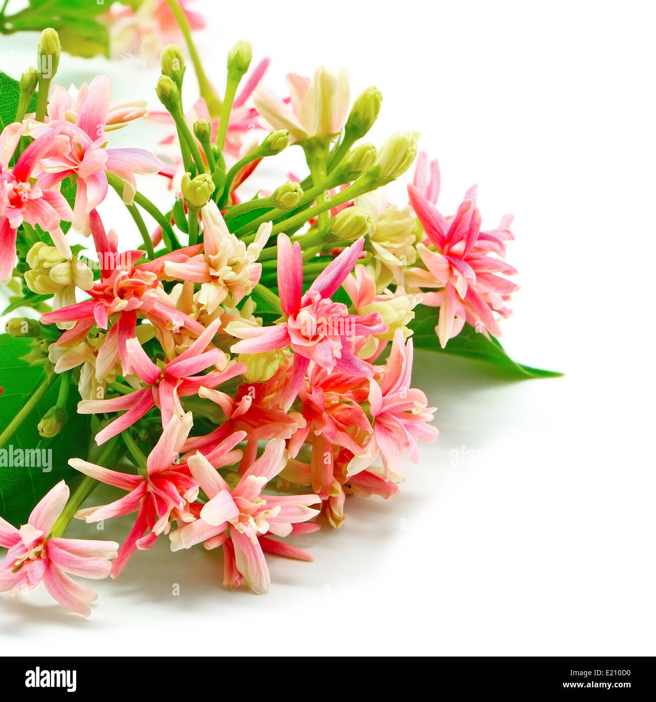 Belles fleurs rampantes Rangoon (Quisqualis indica), isolé sur fond blanc  Photo Stock - Alamy