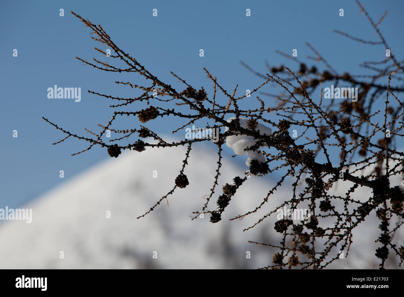 Montagnes de neige Neige arbres forêt baies branch Banque D'Images