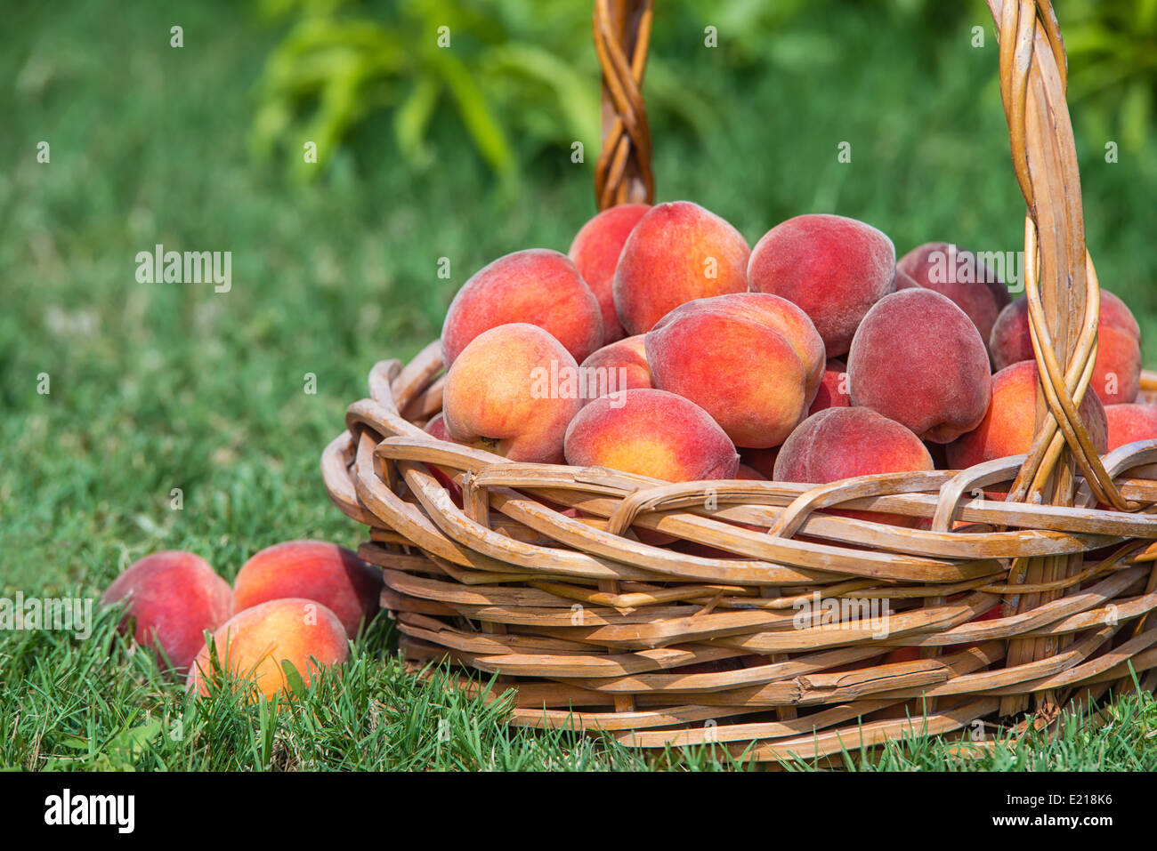 Les pêches fraîchement cueillis dans panier sous peach tree in garden Banque D'Images