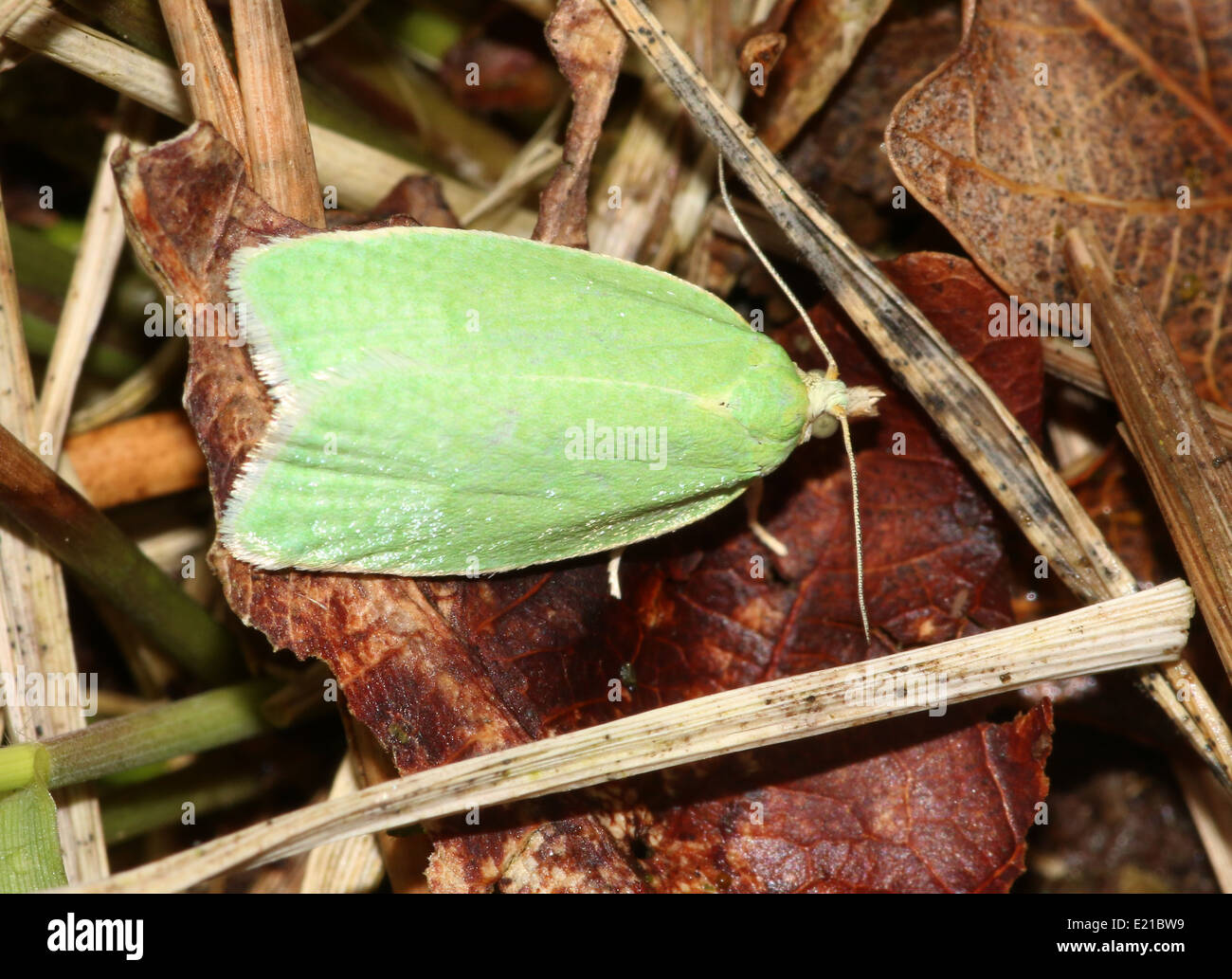 Tordeuse du chêne vert (Tortrix viridana) alias chêne européen obliques ou chêne vert amphibien Banque D'Images