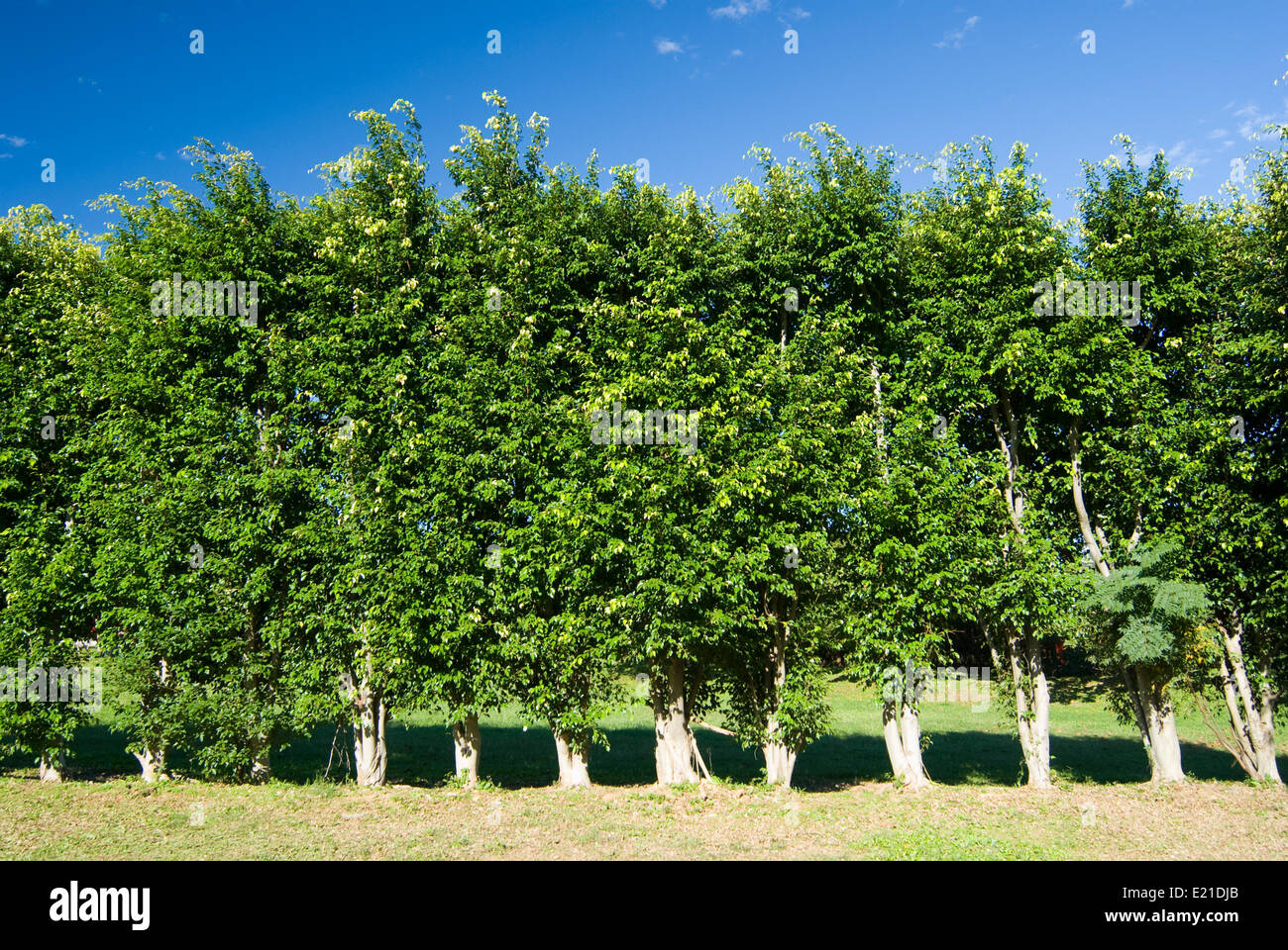 Rangée d'arbres mur vert Banque D'Images
