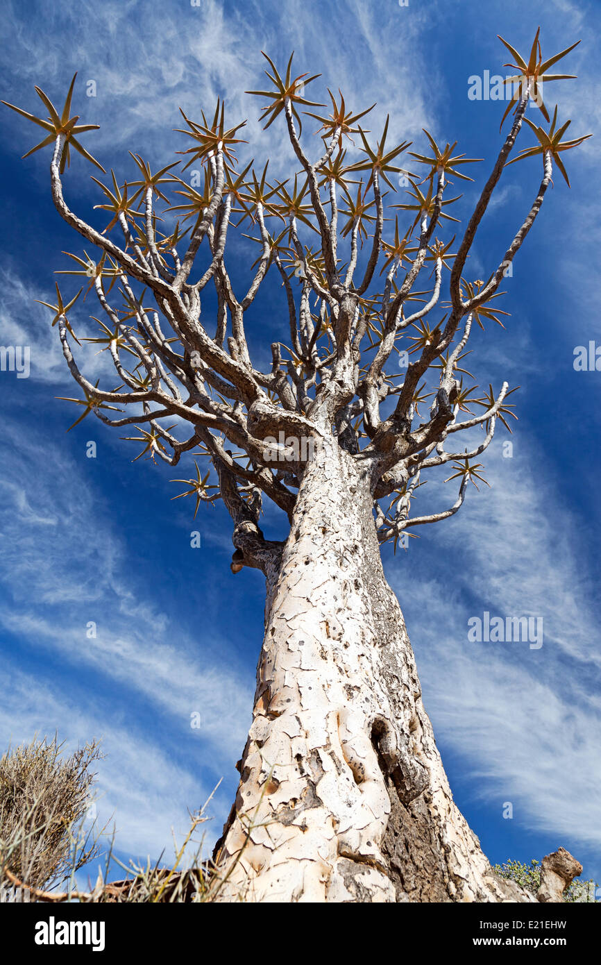 Énorme, old tree against a blue sky carquois Banque D'Images