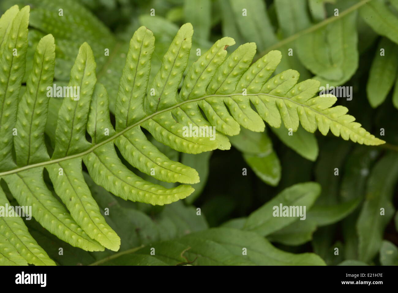 Le polypode commun Polypodium vulgare Photo Stock - Alamy