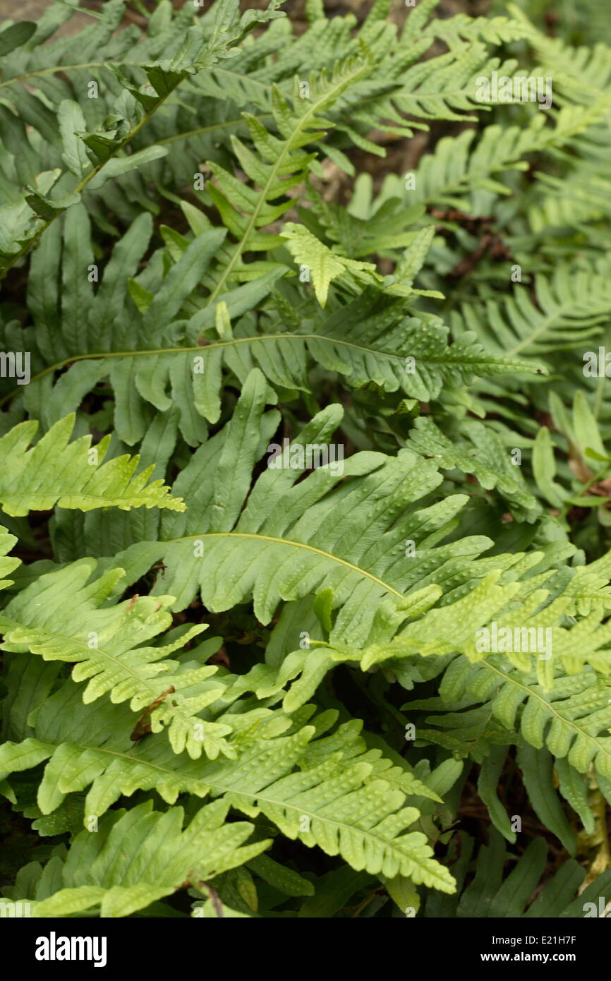 Polypode commun polypodium vulgare Banque de photographies et d’images ...