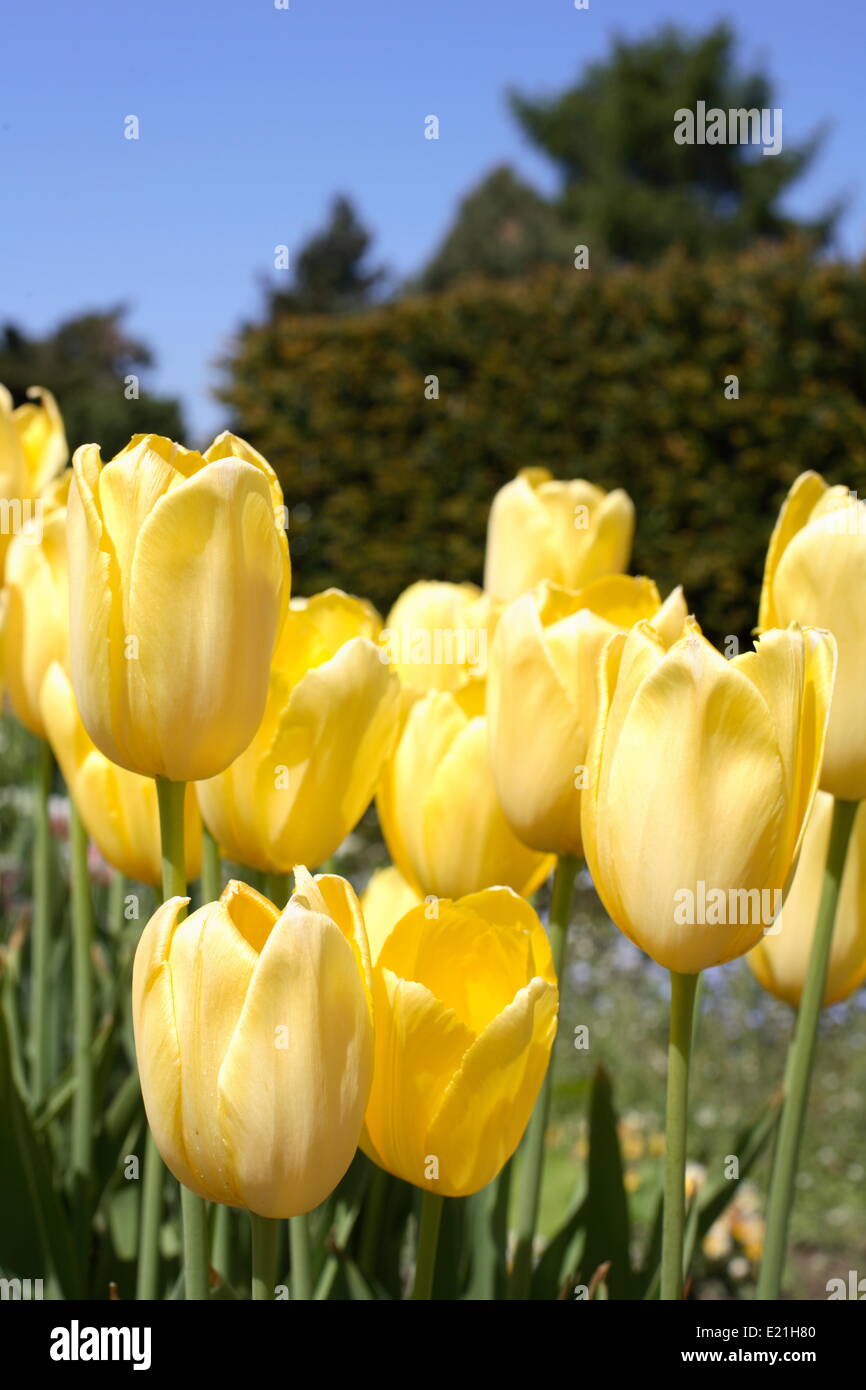 Seule la fin tulip 'Mrs J.T. Scheepers' Banque D'Images