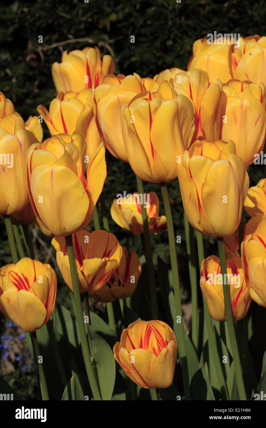 Tulipe hybride Darwin 'Juliette' Banque D'Images