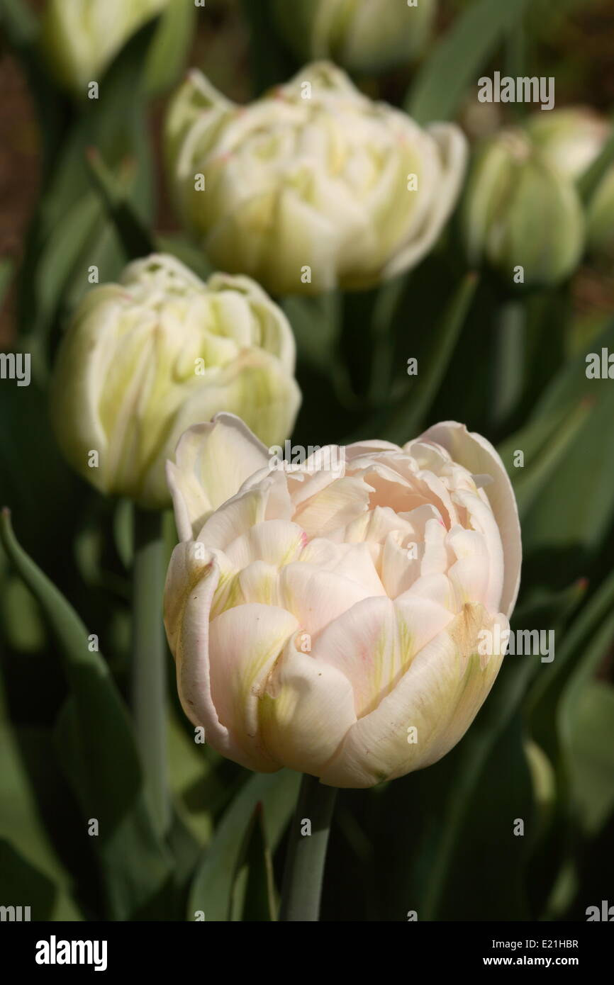 Fin Double tulip 'Holland Princess' Banque D'Images