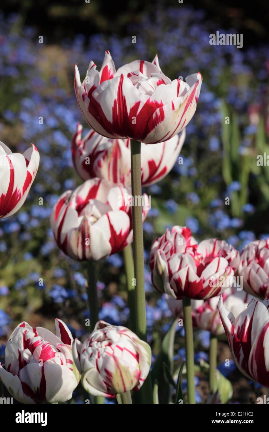 Fin Double tulip 'Carneval de Nice" Banque D'Images