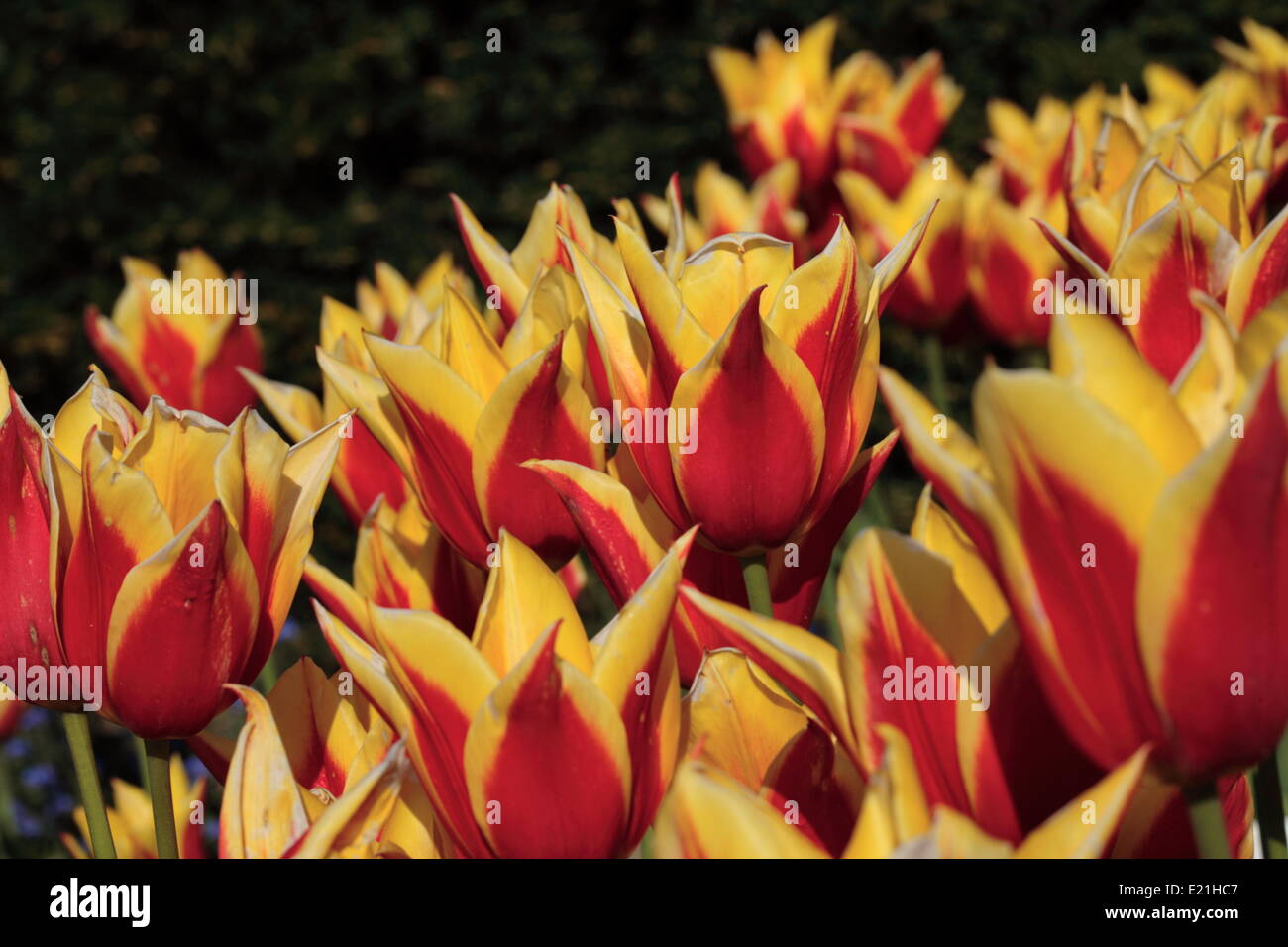 Lily-flowered tulip 'king' ynaeda Banque D'Images