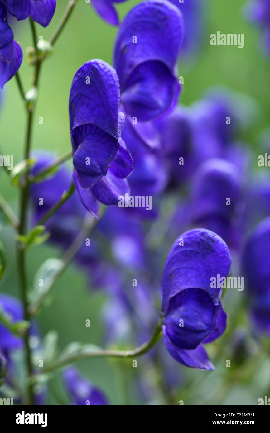 -Aconitum napellus Monkshood Banque D'Images