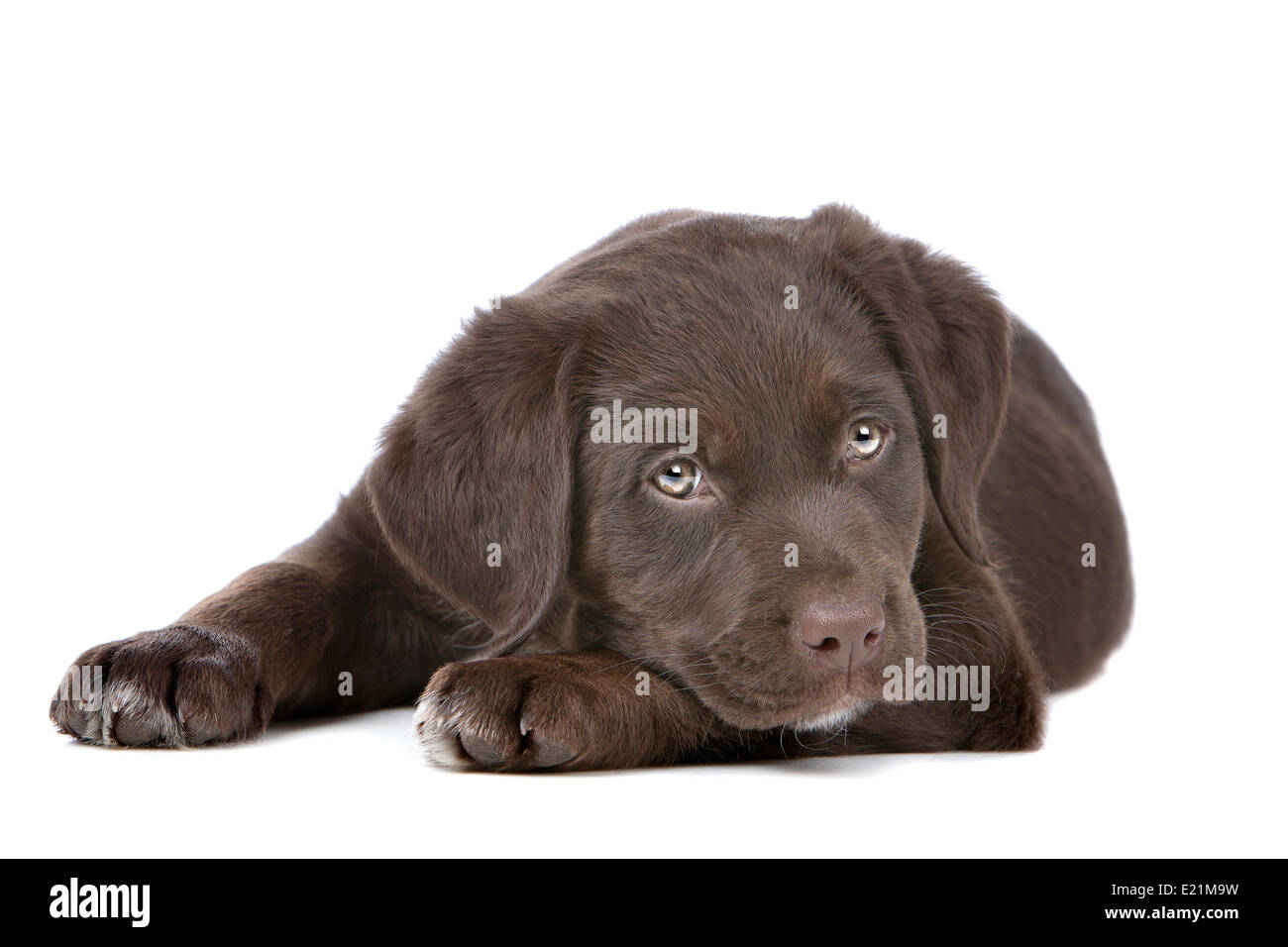 Chiot labrador chocolat Banque D'Images