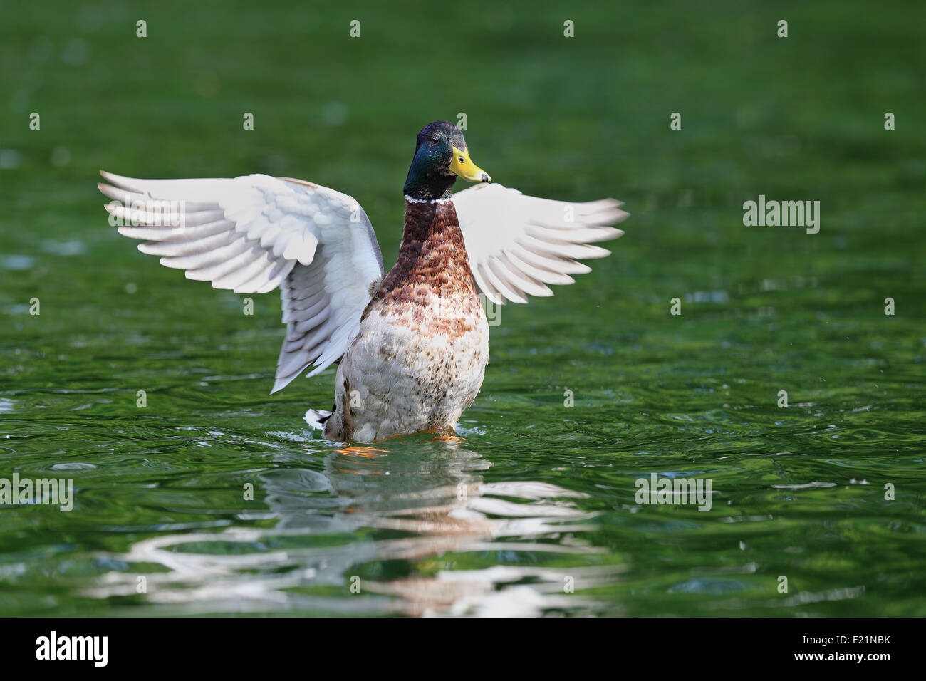 Canard colvert mâle ( Anas platyrhynchos ) répandre les ailes sur l'eau Banque D'Images