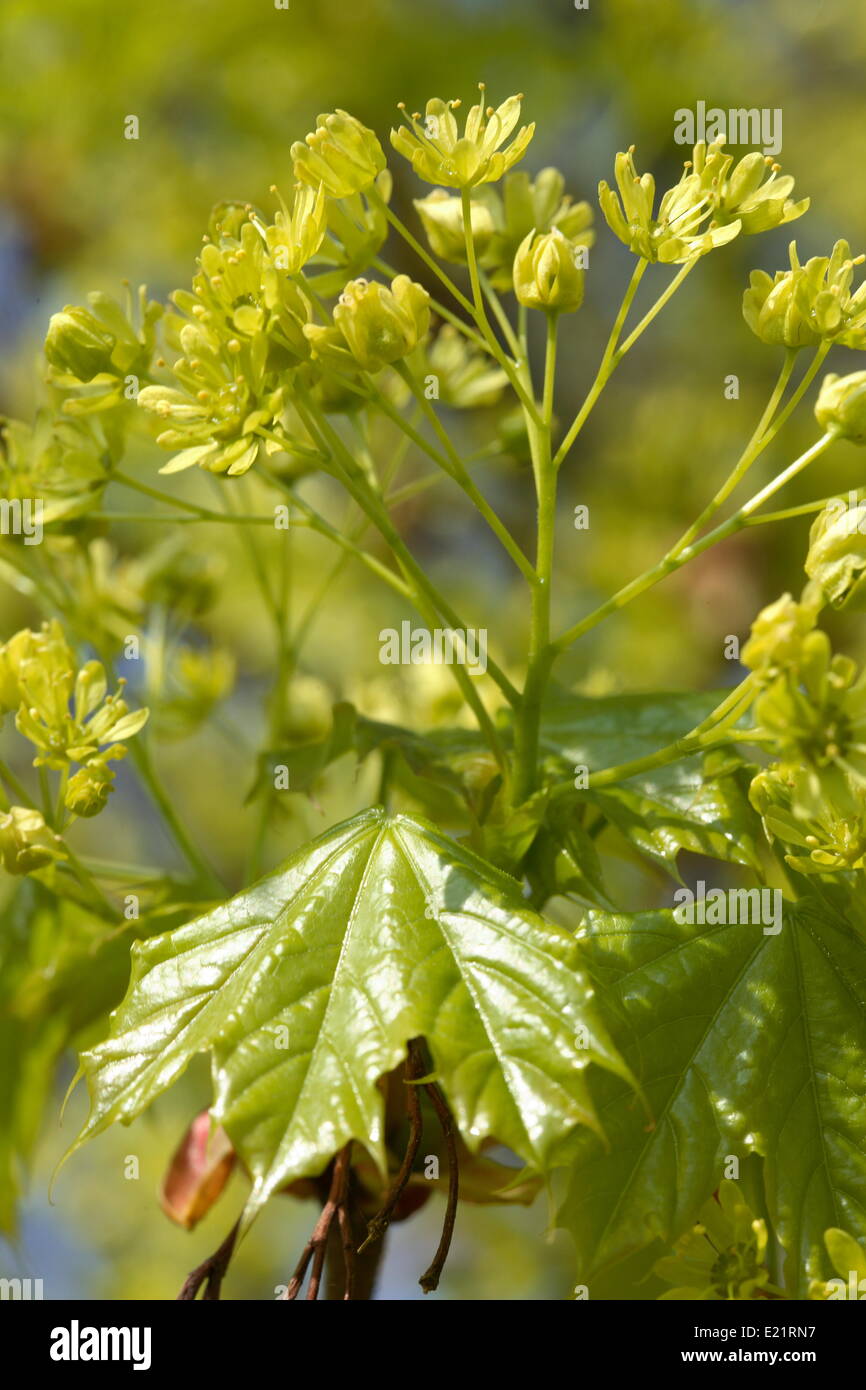 Acer platanoides - érable de Norvège Banque D'Images