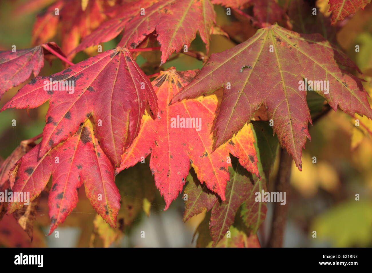 Vine Maple - Acer circinatum Banque D'Images
