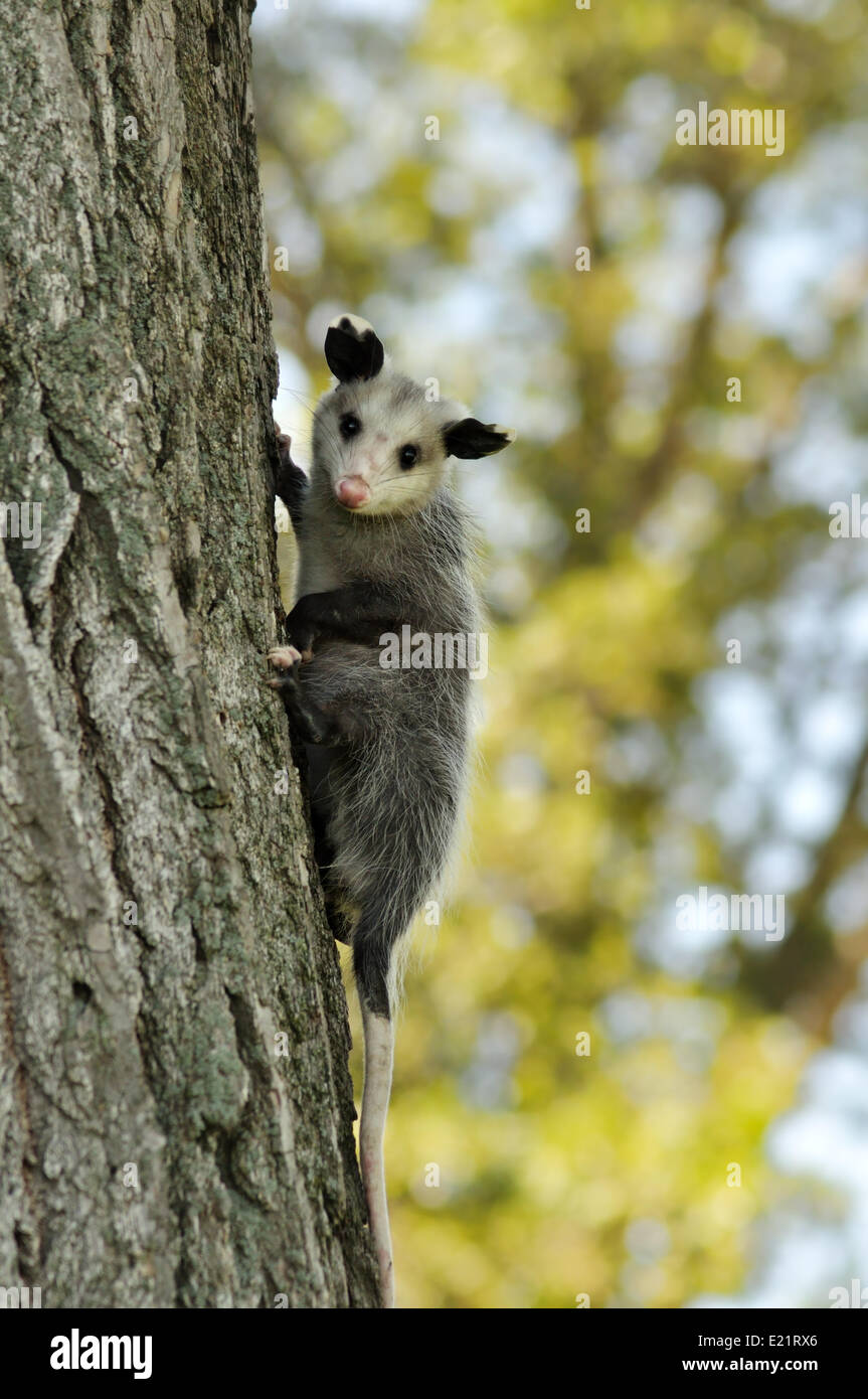 Gray opossum Banque de photographies et d’images à haute résolution Alamy