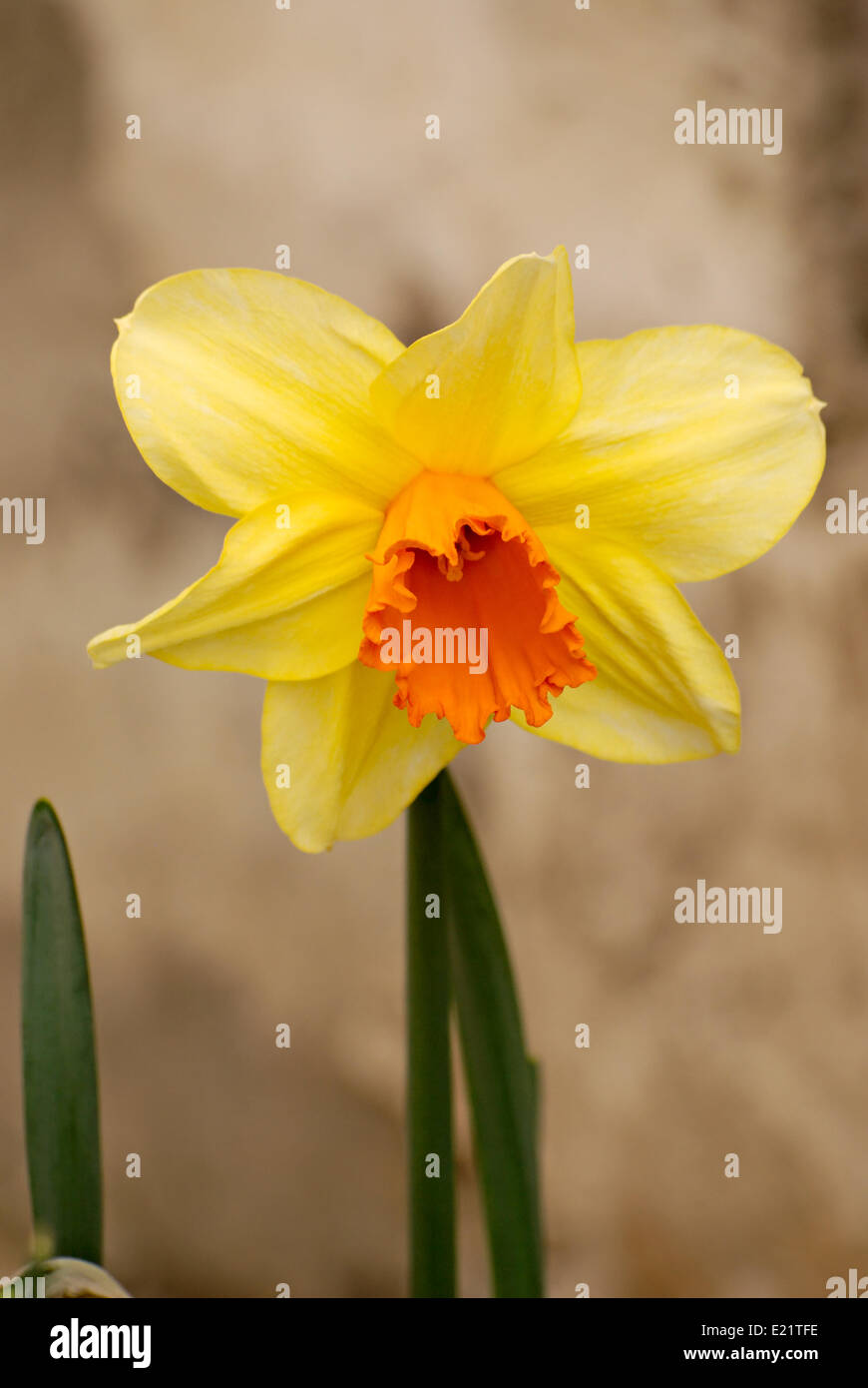 Fleurs de narcisses jaunes printemps nature. Banque D'Images