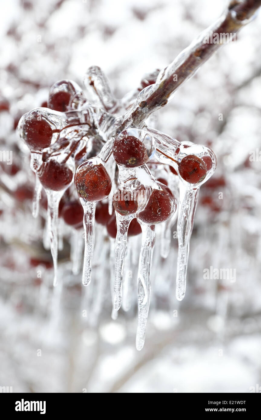 Fruits rouges avec les glaçons Banque D'Images