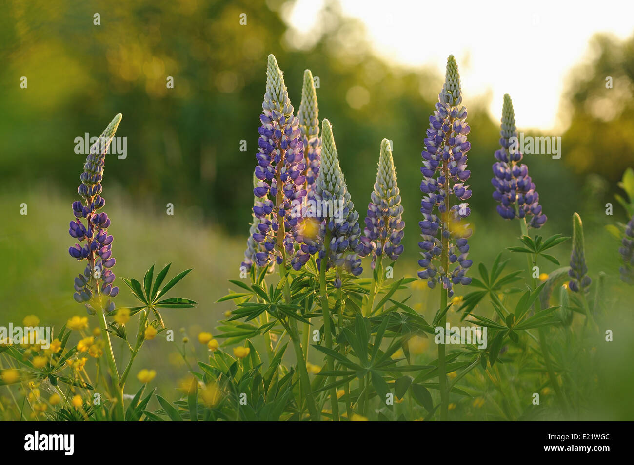 Fleurs lupin en soirée lumières de soleil. Banque D'Images